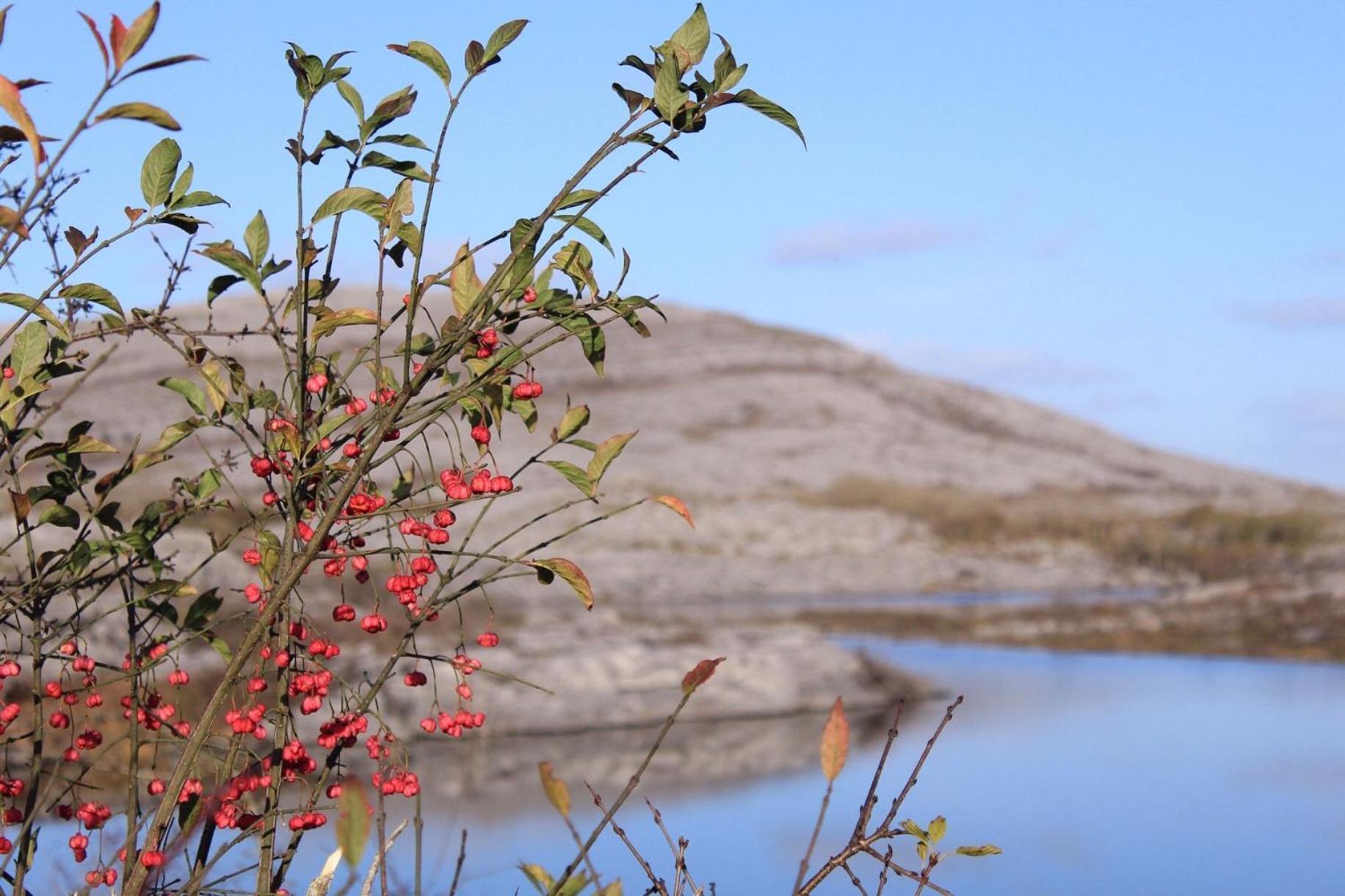 Riverside Cottage In The Burren Corofin  Экстерьер фото